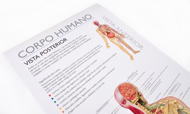 DESCOBRE O CORPO HUMANO — POSTER PEDAGÓGICO