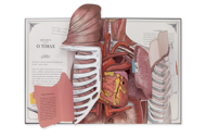 O CORPO HUMANO — UM GUIA EM POP-UP SOBRE ANATOMIA